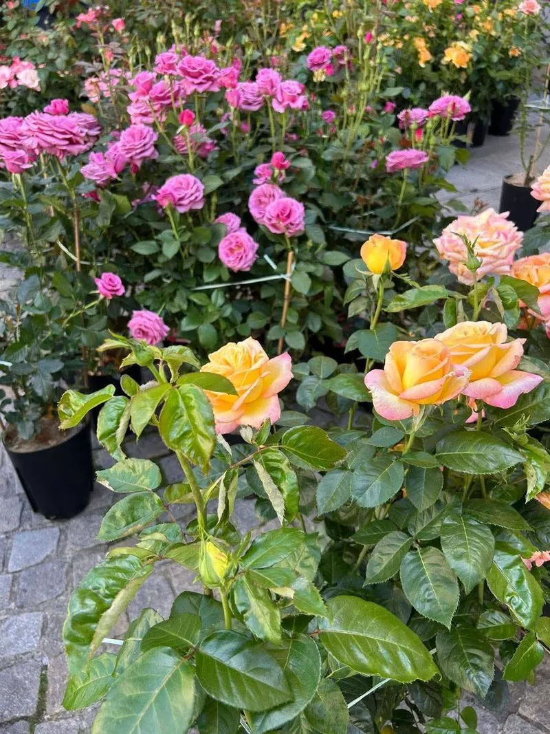 VENARIA - Nuovo record per la «Festa delle Rose»: oltre 29mila visitatori nel Centro Storico - FOTO