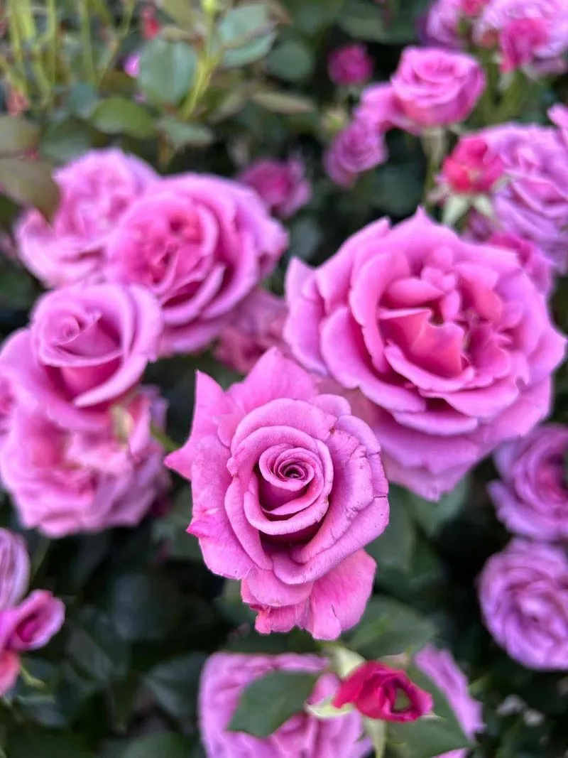 VENARIA - Nuovo record per la «Festa delle Rose»: oltre 29mila visitatori nel Centro Storico - FOTO