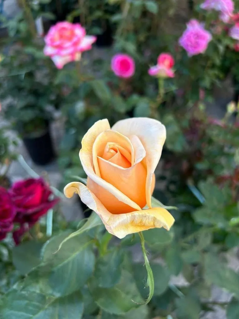 VENARIA - Nuovo record per la «Festa delle Rose»: oltre 29mila visitatori nel Centro Storico - FOTO