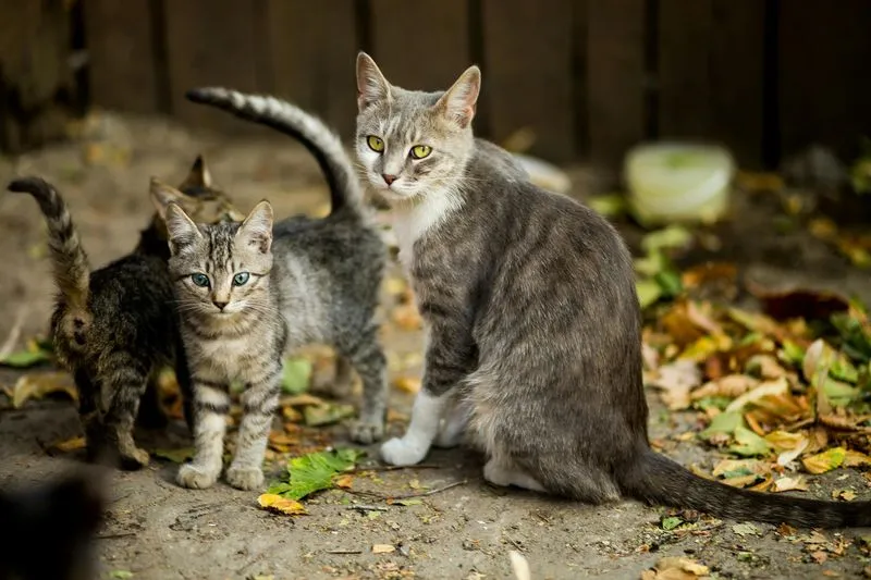 VENARIA - Accordo Enpa-Comune per la gestione e la tutela delle colonie feline cittadine