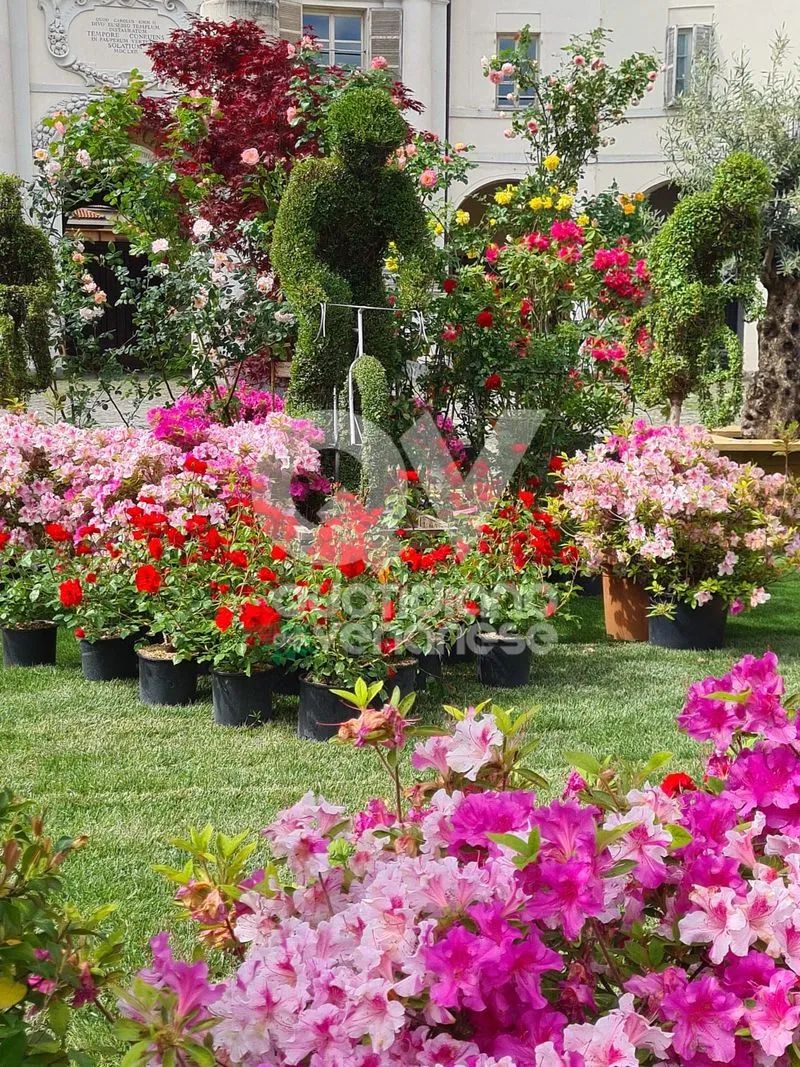 VENARIA - Centro Storico invaso di profumi per la «Festa delle Rose» e «Fragranzia»: IL PROGRAMMA DI DOMENICA - FOTO