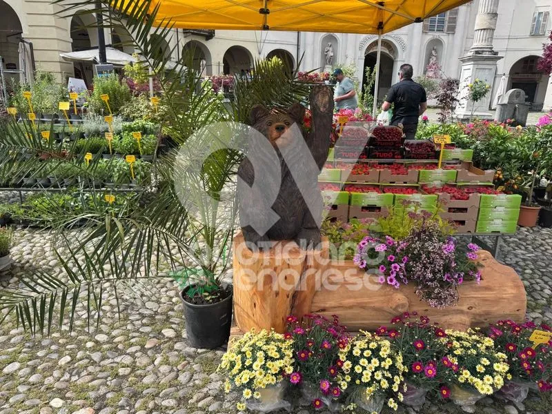 VENARIA - Centro Storico invaso di profumi per la «Festa delle Rose» e «Fragranzia»: IL PROGRAMMA DI DOMENICA - FOTO