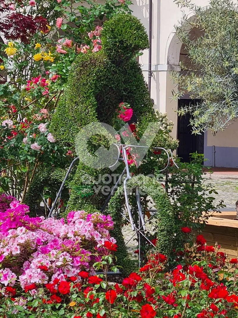 VENARIA - Centro Storico invaso di profumi per la «Festa delle Rose» e «Fragranzia»: IL PROGRAMMA DI DOMENICA - FOTO