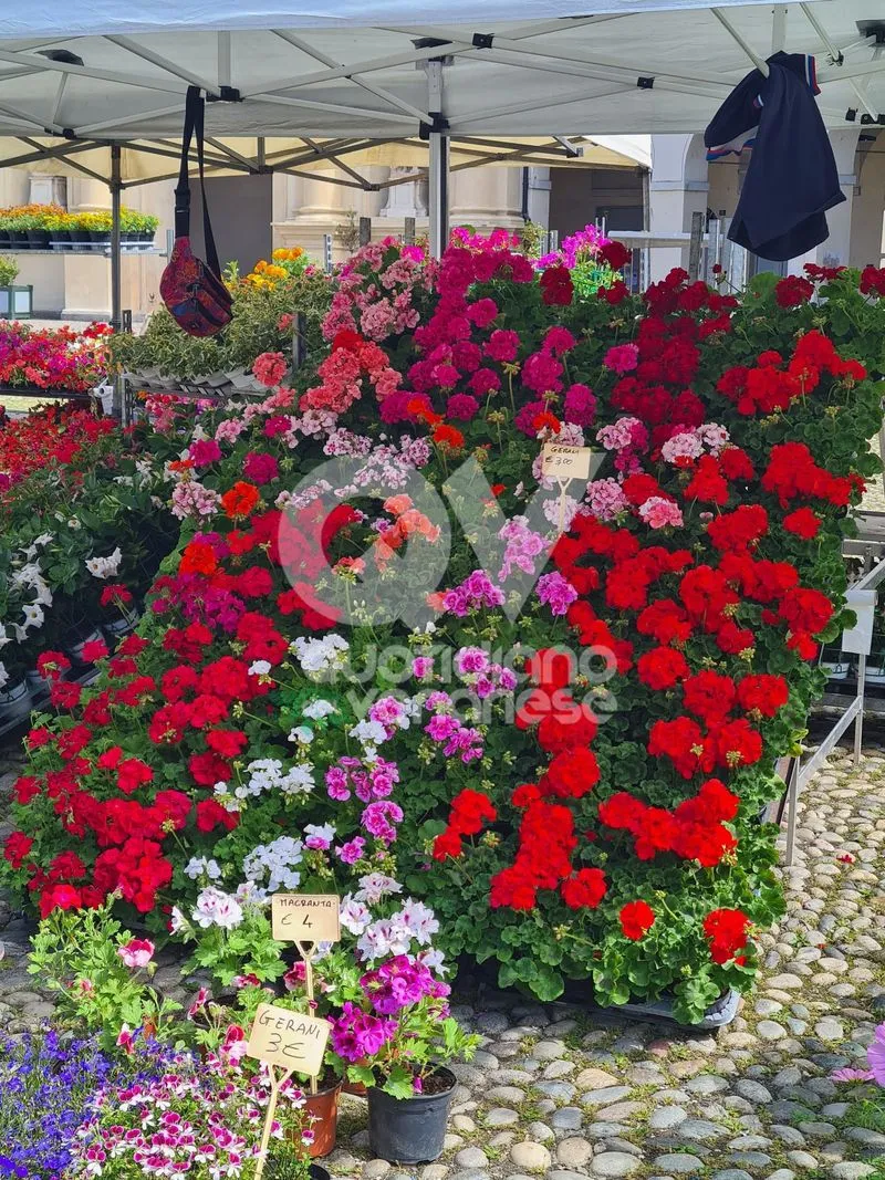 VENARIA - Centro Storico invaso di profumi per la «Festa delle Rose» e «Fragranzia»: IL PROGRAMMA DI DOMENICA - FOTO