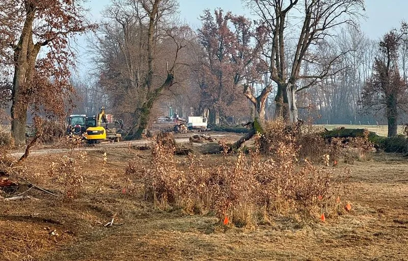 VENARIA - Quattro anni dopo la tempesta, via alla riqualificazione del viale Roveri al Parco La Mandria