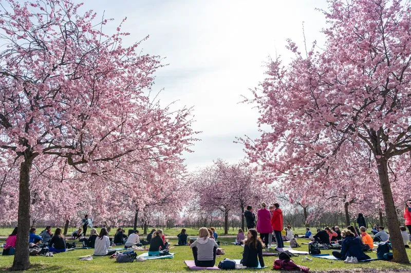 VENARIA - Ai Giardini della Reggia torna la rassegna «All'ombra dei ciliegi in fiore»: IL PROGRAMMA - FOTO