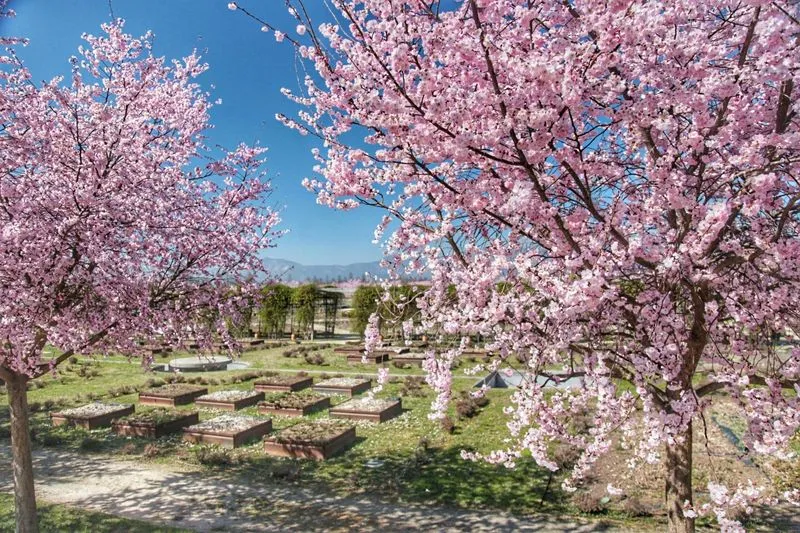 VENARIA - Ai Giardini della Reggia torna la rassegna «All'ombra dei ciliegi in fiore»: IL PROGRAMMA - FOTO