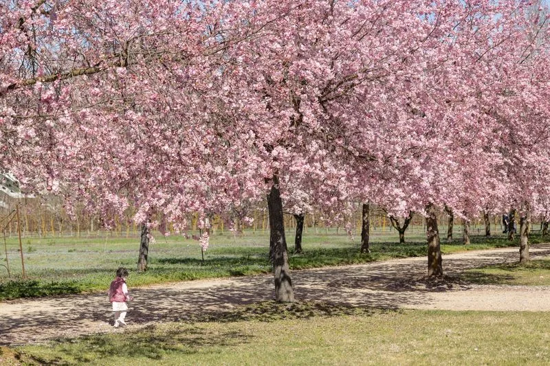 VENARIA - Ai Giardini della Reggia torna la rassegna «All'ombra dei ciliegi in fiore»: IL PROGRAMMA - FOTO