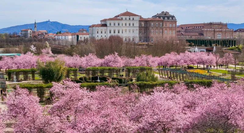 VENARIA - Da marzo alla Reggia torna «All'ombra dei ciliegi in fiore»: Giardini aperti il lunedi e straordinariamente la sera