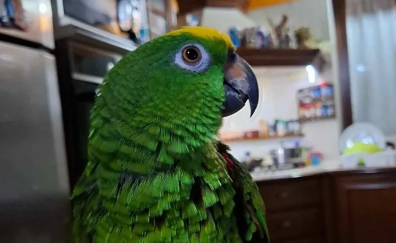 VEROLENGO - Appello per ritrovare la piccola Ariel, sparita da casa sabato sera