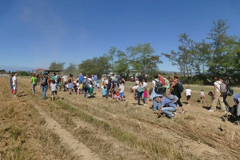 VILLASTELLONE - Nel terzo fine settimana di settembre si celebra la patata