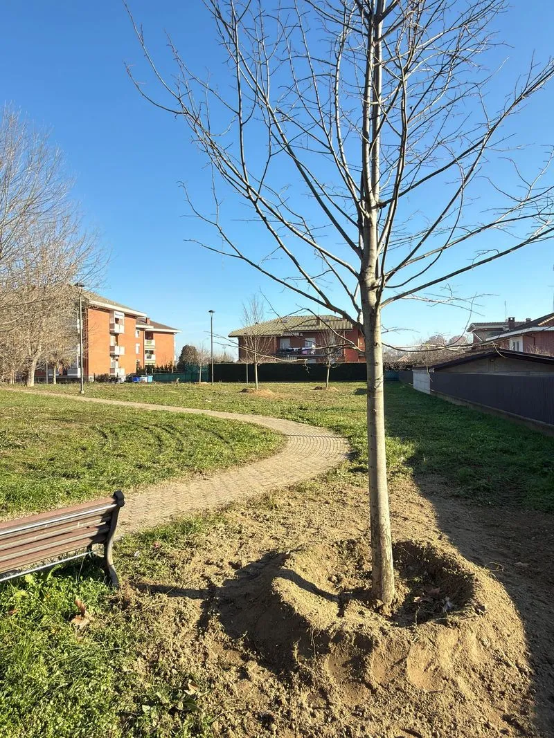 VINOVO - Partite le piantumazioni del progetto «Alberiamo Vinovo»