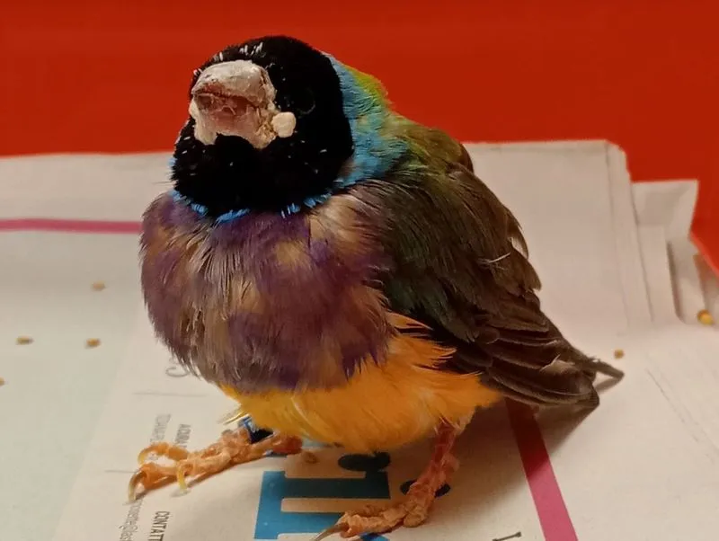 VINOVO - Trovato un esemplare di Diamante di Gould nel parcheggio di via Carignano